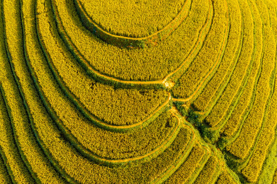 Aerial view of golden rice terraces at Mu Cang Chai town near Sapa city, North of Vietnam. Beautiful terraced rice field in harvest season in Lao Cai province.