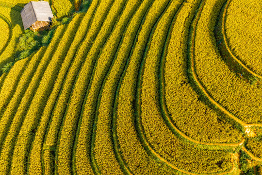 Aerial view of golden rice terraces at Mu Cang Chai town near Sapa city, North of Vietnam. Beautiful terraced rice field in harvest season in Lao Cai province.