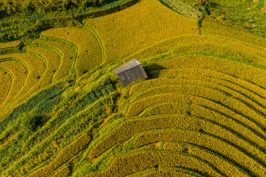 Aerial view of golden rice terraces at Mu Cang Chai town near Sapa city, North of Vietnam. Beautiful terraced rice field in harvest season in Lao Cai province.