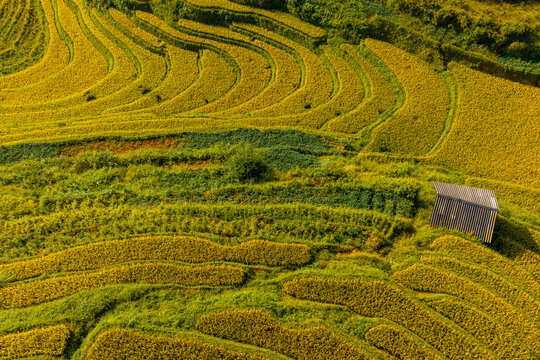 Aerial view of golden rice terraces at Mu Cang Chai town near Sapa city, North of Vietnam. Beautiful terraced rice field in harvest season in Lao Cai province.