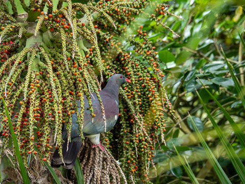 Kereru New Zealand Wood Pigeon Feeding Among Nikau Palm Berries Otaki Kapiti Coast New Zealand