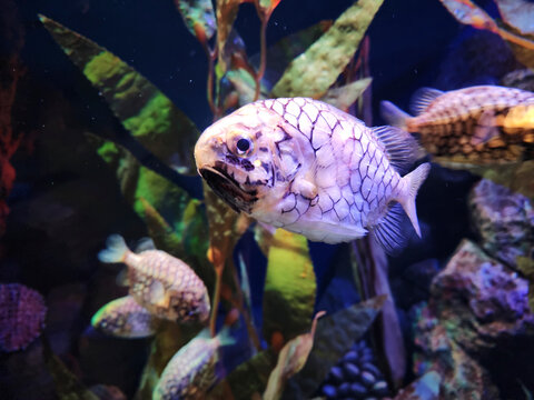 A detailed close-up of a Pinecone fish (Monocentris japonica) with distinctive large, armor-like scales swimming in a dark aquarium environment with aquatic plants.