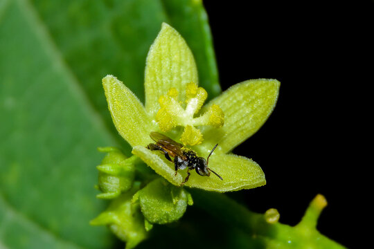 bee on a flower