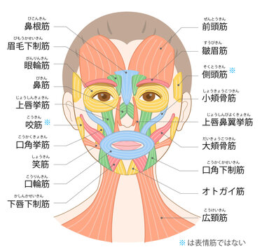 正面から見た女性の顔と色分けされた表情筋イラスト