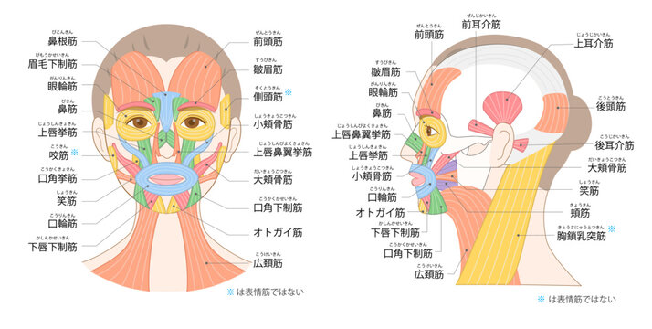 正面と横から見た女性の顔と色分けされた表情筋イラスト