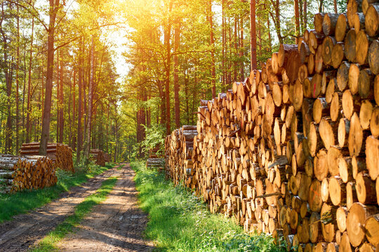Wooden pine trunks prepared for milling