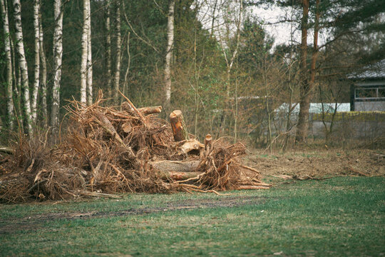 Forest logging remnants with copy space foreground