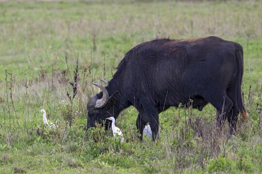 Water buffalo (Bubalus arnee) and cow heron (Ardea ibis, synonym: Bubulcus ibis), Naturquartier Grosswilfersdorf, Grosswilfersdorf, Styria, Austria