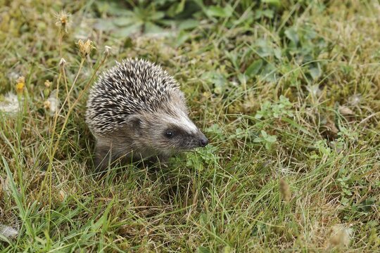 European hedgehog (erinaceus europaeus), juvenile, foraging in a meadow orchard, Wildlife, Wilnsdorf, North Rhine-Westphalia, Germany