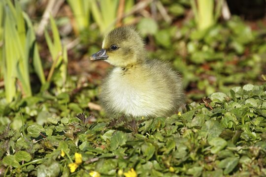 Greylag goose (Anser anser), chick, gosling, animal child, Schleswig-Holstein, Germany