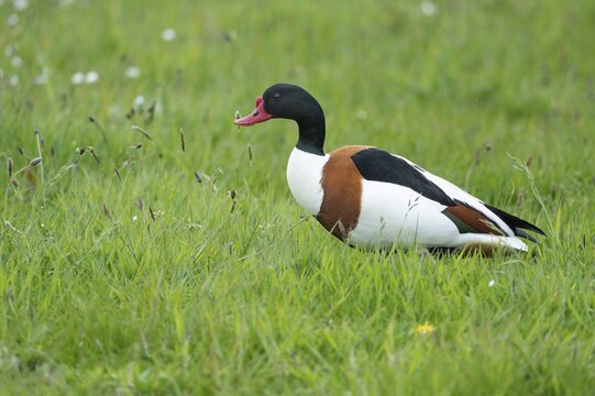 Common shelduck (Tadorna tadorna), mudflat bird, Den Helder, Texel, Netherlands
