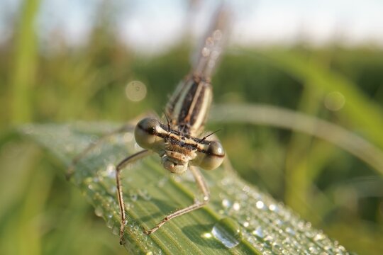 White-legged damselfly (Platycnemis pennipes) Female sitting on blade of grass, Hesse, Germany