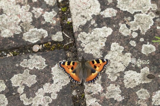 Small tortoiseshell (Aglais urticae) butterfly adult resting on a garden path, Norfolk, England, United Kingdom