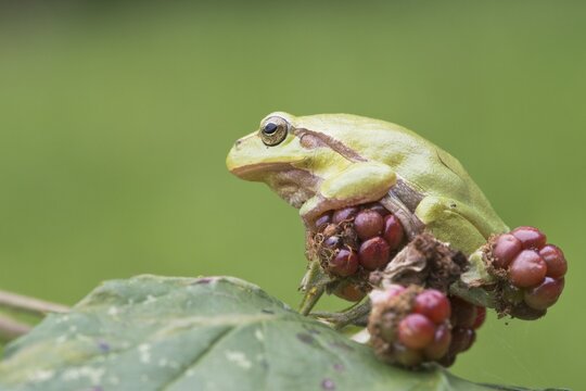 European tree frog (Hyla arborea), North Rhine-Westphalia, Germany