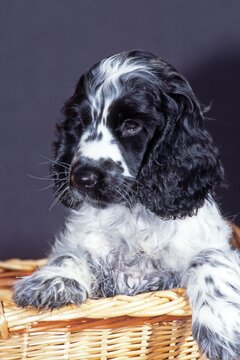 Cocker Spaniel puppy, Schwaz, Tyrol, Austria, Europe