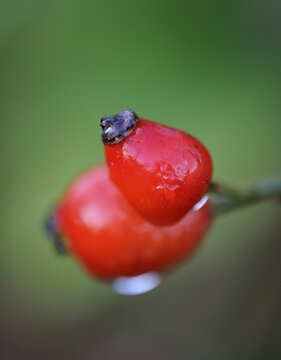 Rose Hip (Rosa canina)
