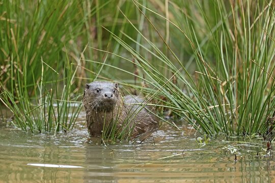 Young european otter (Lutra lutra), at a pond, captive