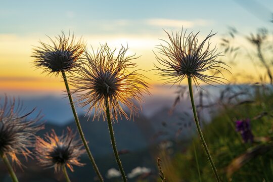 Withered alpine cowbell (Pulsatilla alpina) on mountain meadow, behind it the Allg&auml;uer Alps at sunrise, Schoppernau, Bregenzerwald, Vorarlberg, Austria