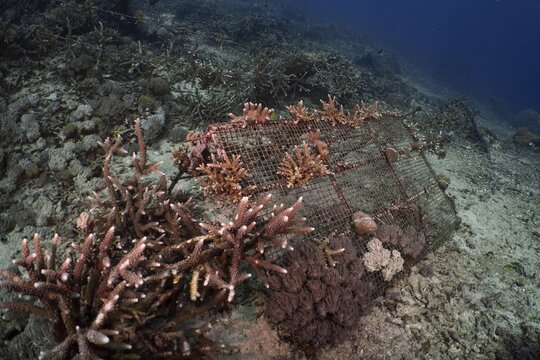 Corals grow around a metal cage placed in the ocean, coral farming, SD dive site, Nusa Ceningan, Nusa Penida, Bali, Indonesia