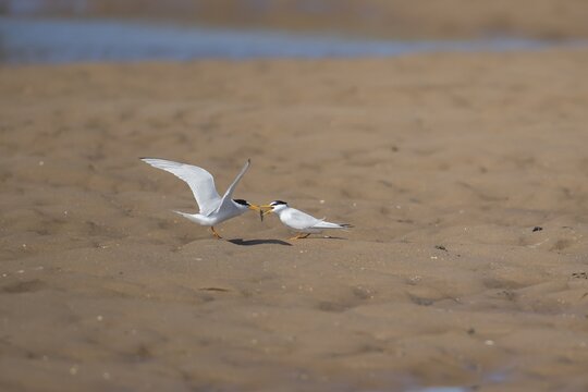 Little tern (Sternula albifrons) male adult bird delivering a fish to a female bird on a beach during their courtship display in summer, Norfolk, England, United Kingdom