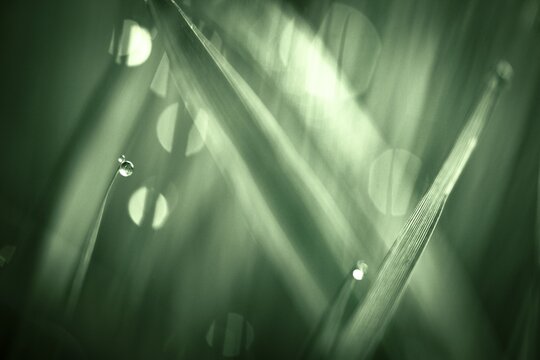 Blades of grass in detail with dewdrops, Mindelheim, Bavaria, Germany