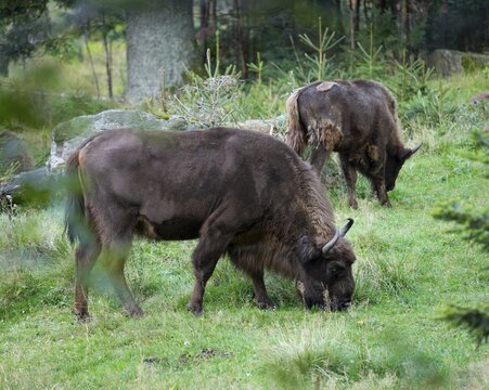 Bison (Bison bonasus) grazing on a forest meadow, captive, Germany