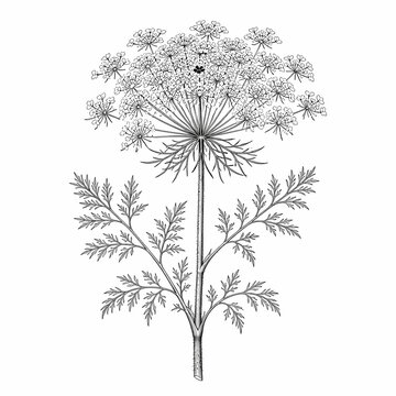 Botanical illustration of a wild carrot plant