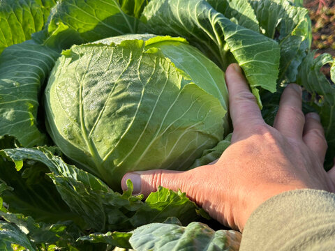 Checking the ripeness of a cabbage head in the garden.