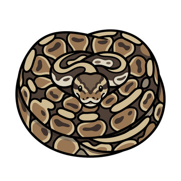 A cute cartoon ball python snake curled up in a circle