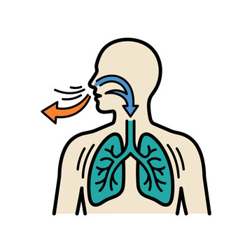 A diagram illustrating the process of human breathing