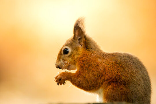 Close up profile of a cute red squirrel eating outdoors