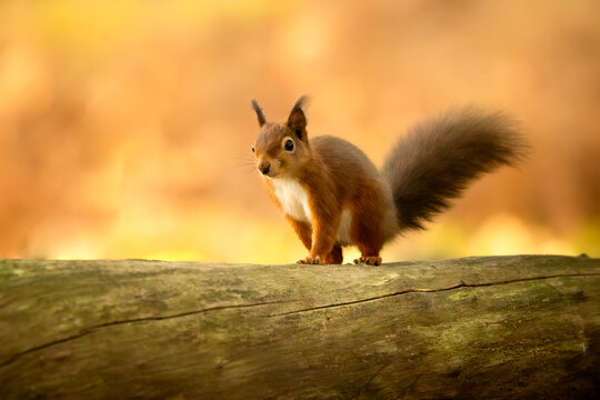 Curious red squirrel perched on a log in the woods