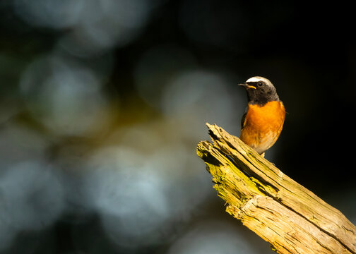 Male common redstart bird perched on a dead tree branch