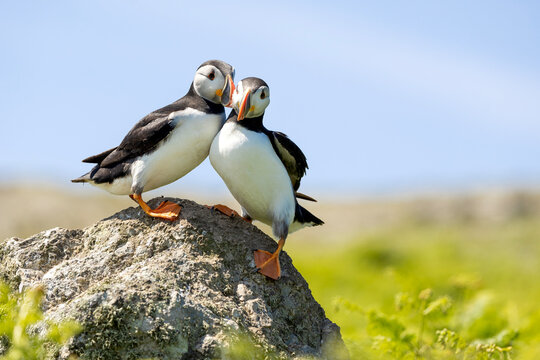 A pair of Atlantic puffins billing on a coastal rock