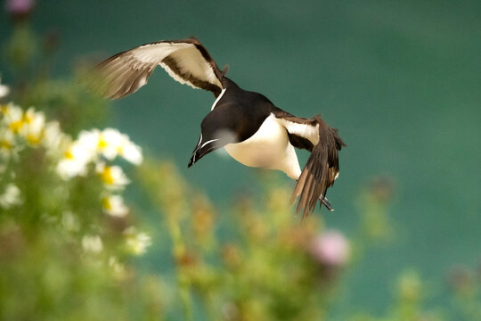 Razorbill seabird in flight past blurred coastal wildflowers