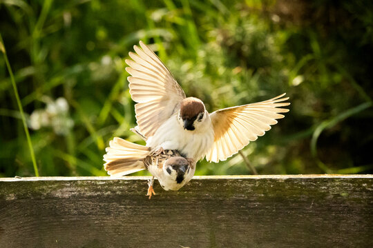 Two tree sparrows mating on a wooden fence in nature