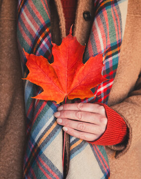 Close up of woman in cozy coat and scarf holding a red maple leaf
