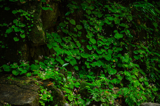 Lush Green Foliage Covering Rocky Natural Landscape with Tiny White Flowers