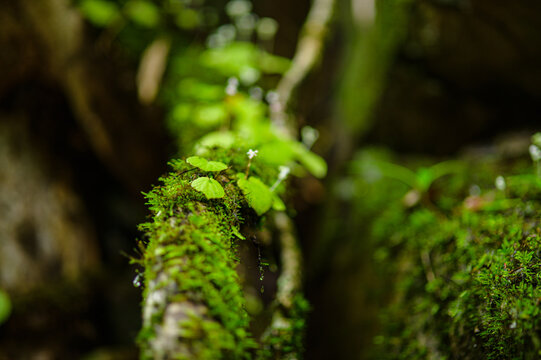 Close-up of moss-covered log and tiny plants in lush green forest environment
