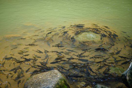 School of Fish Swimming Near Rocky Shore in Clear Water