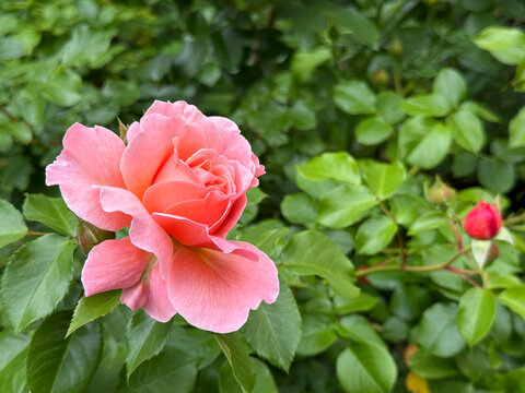 Delicate pink rose in garden