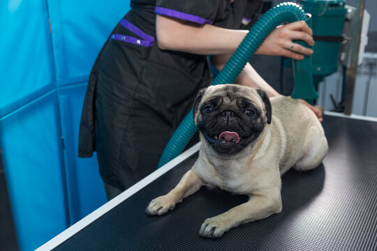 Molting of dogs. Pug lies on grooming table. Groomer holds vacuum cleaner for wool in his hand. Dog relaxed with tongue out. Pet salon procedure
