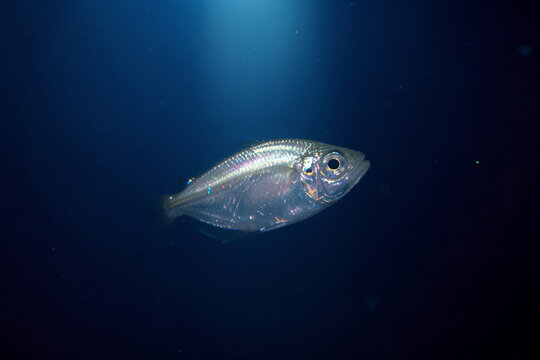 Close-up of a lanternfish suspended in deep blue water with bioluminescence