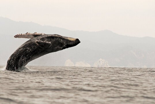 Humpback whale leaping out of the sea with its pectoral fin spread, Manabi, Puerto Lopez, Ecuador