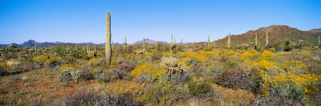 Desert landscape with tall saguaro cactus and yellow wildflowers