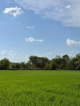 Green field and blue sky vertical 