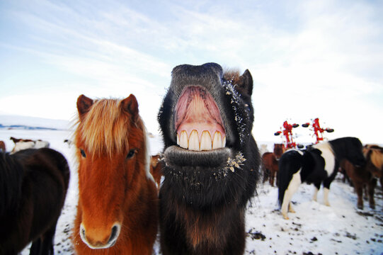 Dark Icelandic horse baring its teeth beside a chestnut horse, Southern Region, Iceland