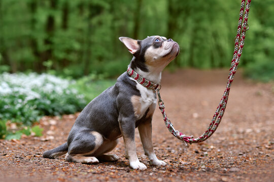 French Bulldog dog with long healthy nose, tail, paracord collar and leash sitting in forest
