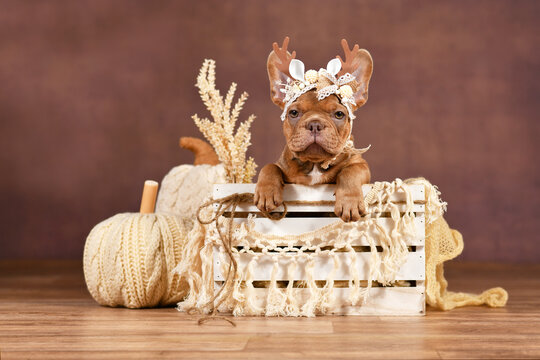 French Bulldog puppy with reindeer antlers in box in front of brown background with boho style decoration