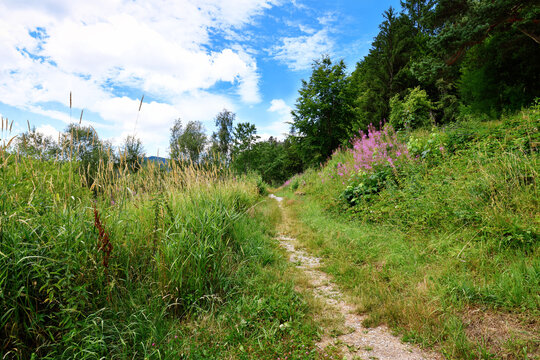 Hiking trail with Rosebay Willowherb wildflowers in Schwarzenbach Reservoir in  Black Forest in Forbach in Germany